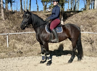 Altri cavalli a sangue caldo, Giumenta, 9 Anni, 158 cm, Morello