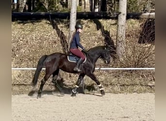 Altri cavalli a sangue caldo, Giumenta, 9 Anni, 158 cm, Morello