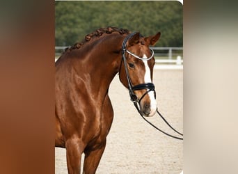 Altri cavalli a sangue caldo, Giumenta, 9 Anni, 168 cm