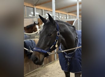 Altri cavalli a sangue caldo, Giumenta, 9 Anni, 170 cm, Baio scuro