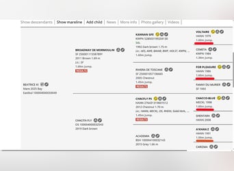 Altri cavalli a sangue caldo Mix, Giumenta, Puledri (07/2025), 125 cm, Baio ciliegia