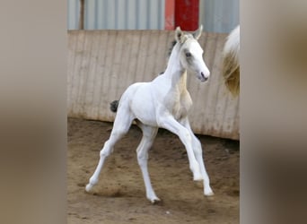 Altri cavalli a sangue caldo, Giumenta, Puledri (03/2026), 165 cm, Pezzato