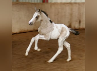 Altri cavalli a sangue caldo, Giumenta, Puledri (03/2026), 165 cm, Pezzato