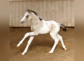 Altri cavalli a sangue caldo, Giumenta, Puledri (03/2026), 165 cm, Pezzato