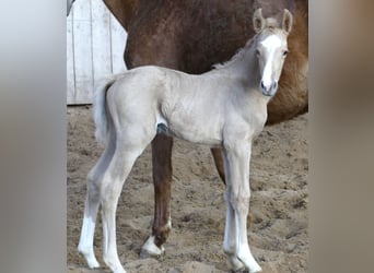 Altri cavalli a sangue caldo, Giumenta, , 168 cm, Palomino