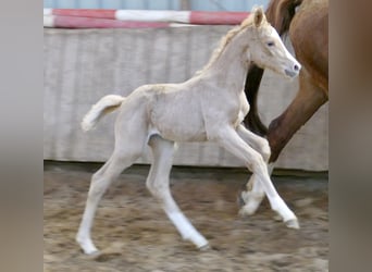 Altri cavalli a sangue caldo, Giumenta, , 168 cm, Palomino