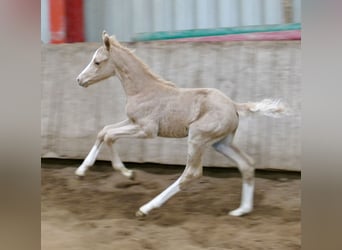 Altri cavalli a sangue caldo, Giumenta, , 168 cm, Palomino