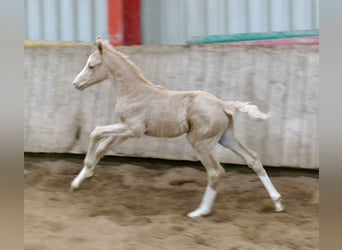 Altri cavalli a sangue caldo, Giumenta, , 168 cm, Palomino