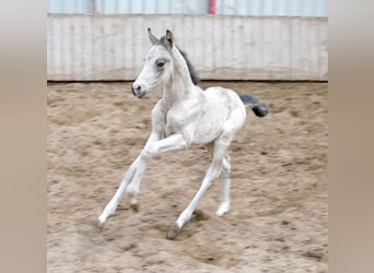 Altri cavalli a sangue caldo, Giumenta, Puledri (04/2026), 168 cm, Pelle di daino