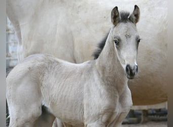 Altri cavalli a sangue caldo, Giumenta, Puledri (04/2026), 168 cm, Pelle di daino