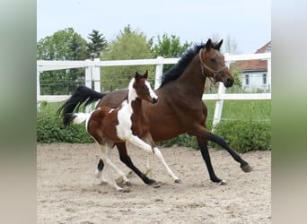 Altri cavalli a sangue caldo, Giumenta, Puledri
 (03/2024), 168 cm, Pezzato