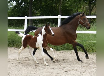 Altri cavalli a sangue caldo, Giumenta, Puledri
 (03/2024), 168 cm, Pezzato