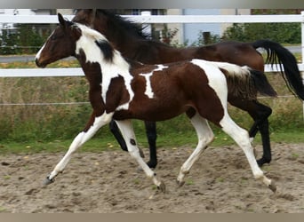 Altri cavalli a sangue caldo, Giumenta, Puledri (03/2024), 170 cm, Pezzato