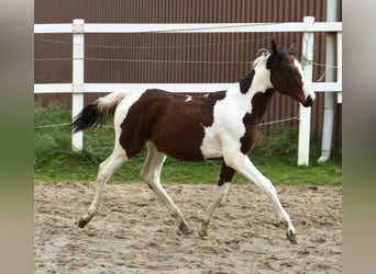 Altri cavalli a sangue caldo, Giumenta, Puledri (03/2024), 170 cm, Pezzato