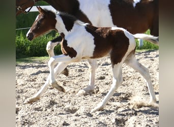 Altri cavalli a sangue caldo, Giumenta, Puledri
 (04/2024), 170 cm, Pezzato