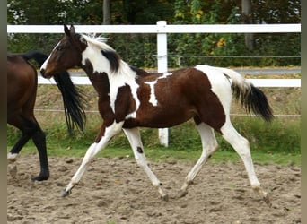 Altri cavalli a sangue caldo, Giumenta, Puledri (03/2024), 170 cm, Pezzato