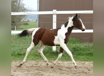 Altri cavalli a sangue caldo, Giumenta, Puledri (03/2024), 170 cm, Pezzato