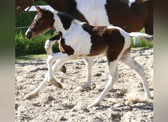 Altri cavalli a sangue caldo, Giumenta, Puledri (04/2024), 172 cm, Pezzato