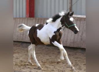 Altri cavalli a sangue caldo, Giumenta, Puledri (04/2024), 172 cm, Pezzato