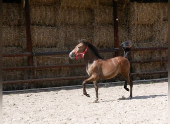 Altri cavalli a sangue caldo Mix, Giumenta, Puledri
 (03/2023)