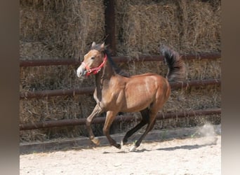 Altri cavalli a sangue caldo Mix, Giumenta, Puledri
 (03/2023)