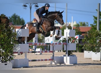Altri cavalli a sangue caldo, Stallone, 10 Anni, 170 cm, Baio scuro