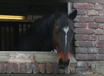 Altri cavalli a sangue caldo Mix, Stallone, 13 Anni, 160 cm, Baio scuro