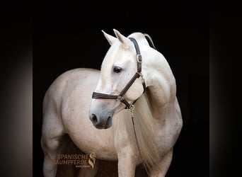 Altri cavalli a sangue caldo, Stallone, 14 Anni, 167 cm, Grigio