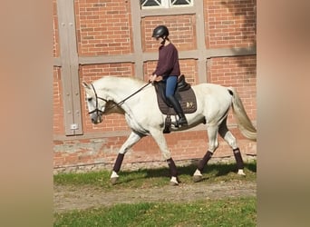 Altri cavalli a sangue caldo, Stallone, 14 Anni, 167 cm, Grigio