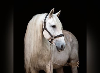 Altri cavalli a sangue caldo, Stallone, 14 Anni, 167 cm, Grigio