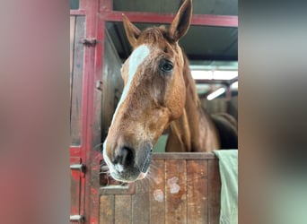 Altri cavalli a sangue caldo, Stallone, 17 Anni, Sauro