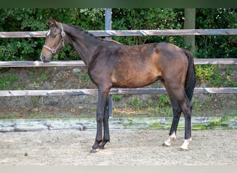 Altri cavalli a sangue caldo, Stallone, 1 Anno, 155 cm, Baio scuro