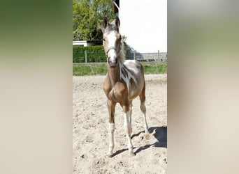 Altri cavalli a sangue caldo, Stallone, 1 Anno, 168 cm, Pezzato