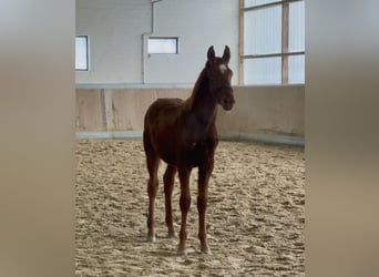 Altri cavalli a sangue caldo, Stallone, 1 Anno, 168 cm, Sauro