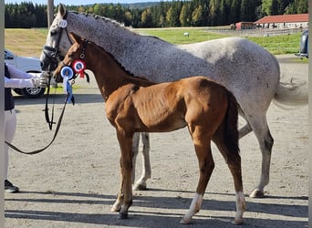 Altri cavalli a sangue caldo, Stallone, 1 Anno, 170 cm, Baio ciliegia