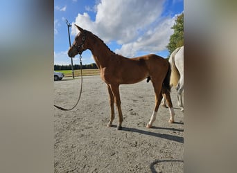 Altri cavalli a sangue caldo, Stallone, 1 Anno, 170 cm, Baio ciliegia