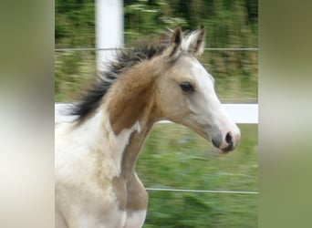 Altri cavalli a sangue caldo, Stallone, 1 Anno, 170 cm, Pezzato