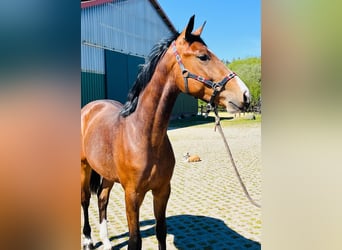Altri cavalli a sangue caldo, Stallone, 2 Anni, 165 cm, Baio