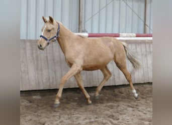 Altri cavalli a sangue caldo, Stallone, 2 Anni, 167 cm, Palomino