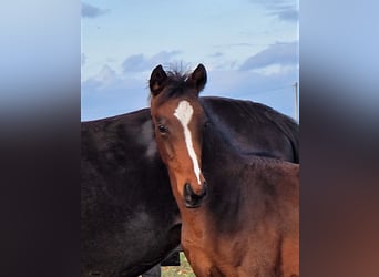 Altri cavalli a sangue caldo, Stallone, 2 Anni, 169 cm, Baio