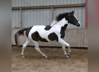 Altri cavalli a sangue caldo, Stallone, 2 Anni, 170 cm, Pezzato