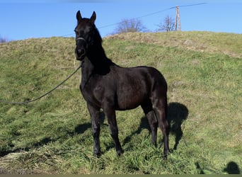 Altri cavalli a sangue caldo, Stallone, 2 Anni, 174 cm, Morello