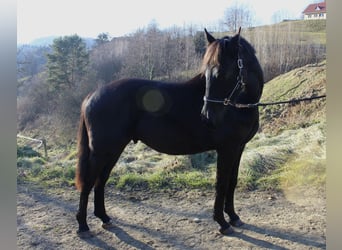 Altri cavalli a sangue caldo, Stallone, 2 Anni, 174 cm, Morello