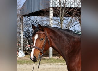 Altri cavalli a sangue caldo, Stallone, 3 Anni, 164 cm, Baio