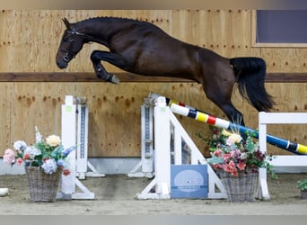 Altri cavalli a sangue caldo, Stallone, 3 Anni, 165 cm, Morello