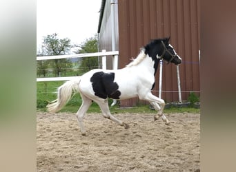 Altri cavalli a sangue caldo, Stallone, 3 Anni, 168 cm, Pezzato