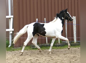 Altri cavalli a sangue caldo, Stallone, 3 Anni, 168 cm, Pezzato