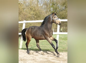 Altri cavalli a sangue caldo, Stallone, 3 Anni, 170 cm, Pelle di daino