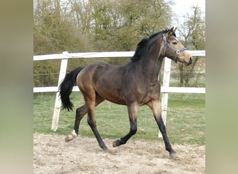 Altri cavalli a sangue caldo, Stallone, 3 Anni, 170 cm, Pelle di daino
