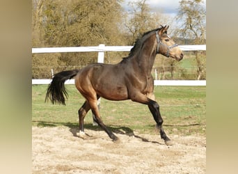 Altri cavalli a sangue caldo, Stallone, 3 Anni, 170 cm, Pelle di daino